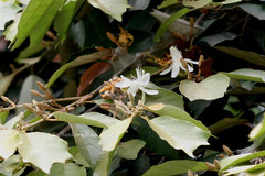 Pterospermum reticulatum